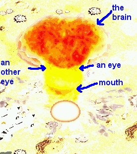 nukesmile2.jpg