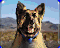 cameospreview.gif