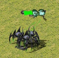 spiders.JPG